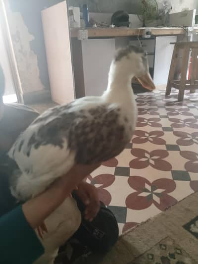 Ducks