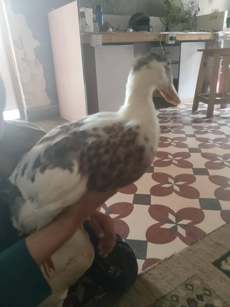 Ducks 0