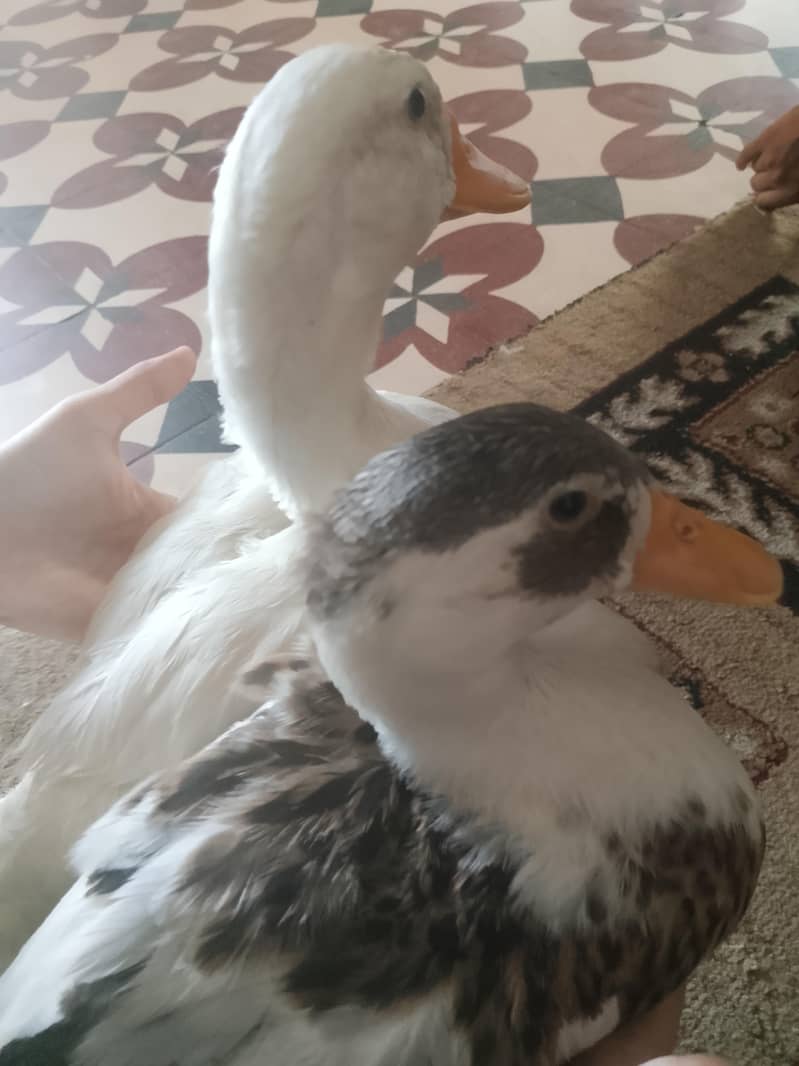 Ducks 1
