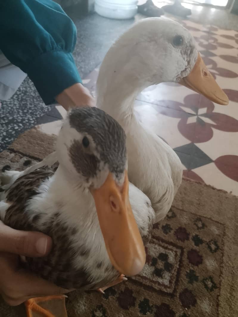 Ducks 2