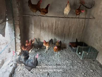 Golden misri egg laying hens ,  All Healthy and active , Age 11 months