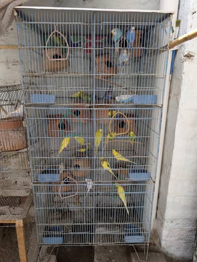 Australian birds with cage