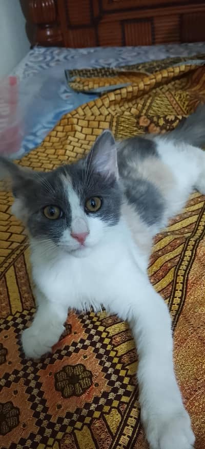 American cat urgent sale
