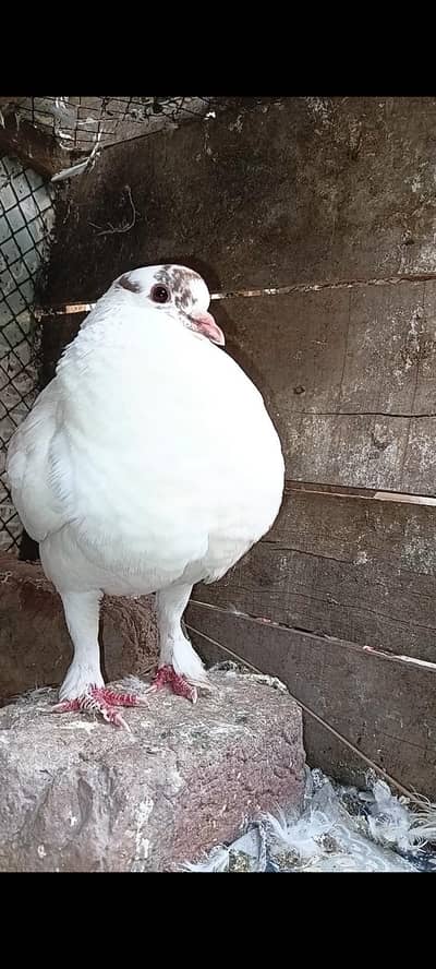 Modena Breeder Pair For Sale