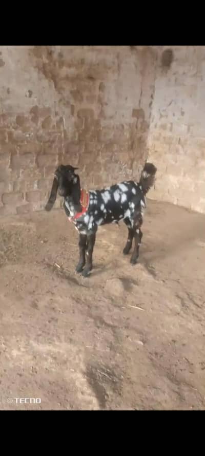 pateri bacha hy