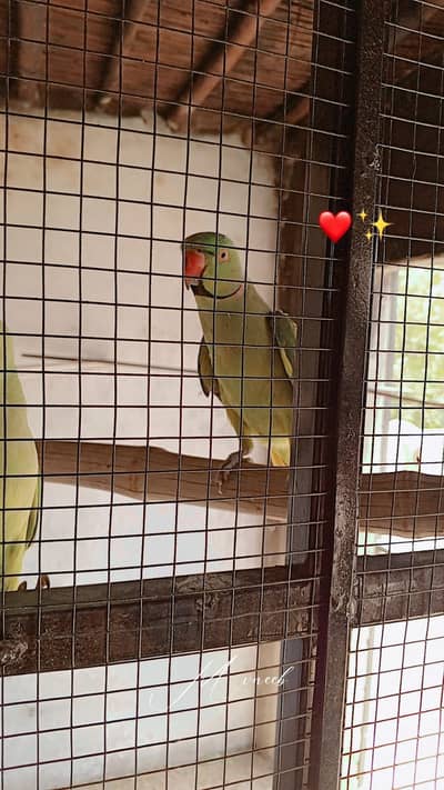 Green talking  parrot