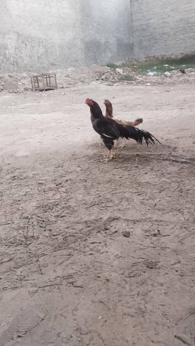 mianwali Pair for sale