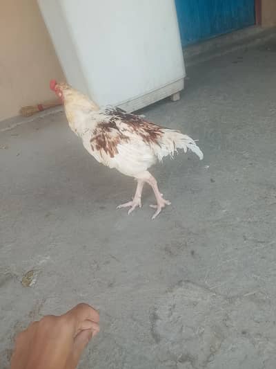 Aseel patha for sale or exchange