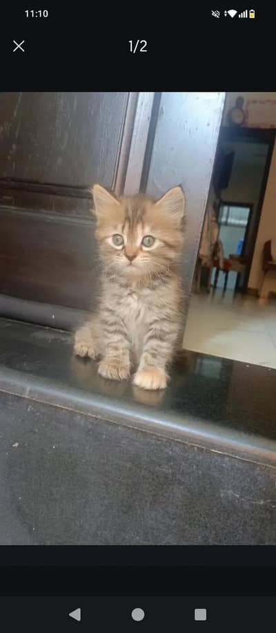 triple coat Persian kitten