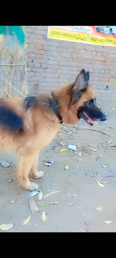 German Shepherd Dog for sale
