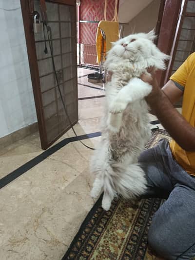 Male Only in 4500