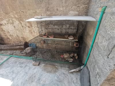 cage for sale