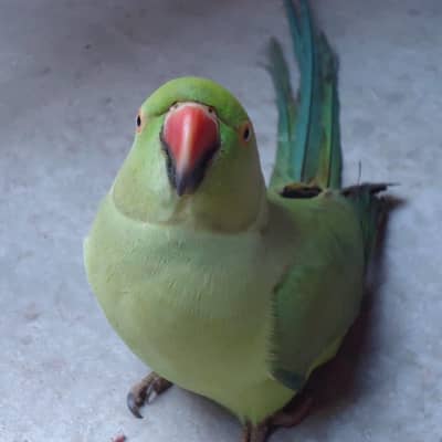 Green parrot, tota, meethu, parrot, green tota, green meethu