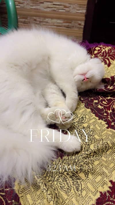 . . . . . . .
