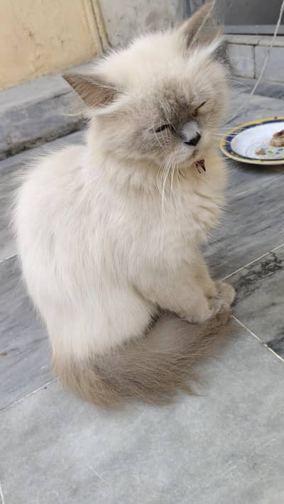 double coated Persian