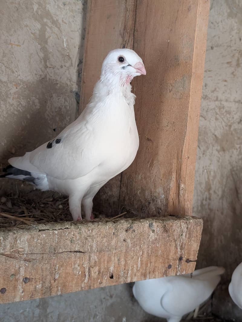 fancy peigon 5