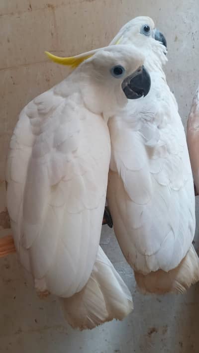 Triton Cockatoo's