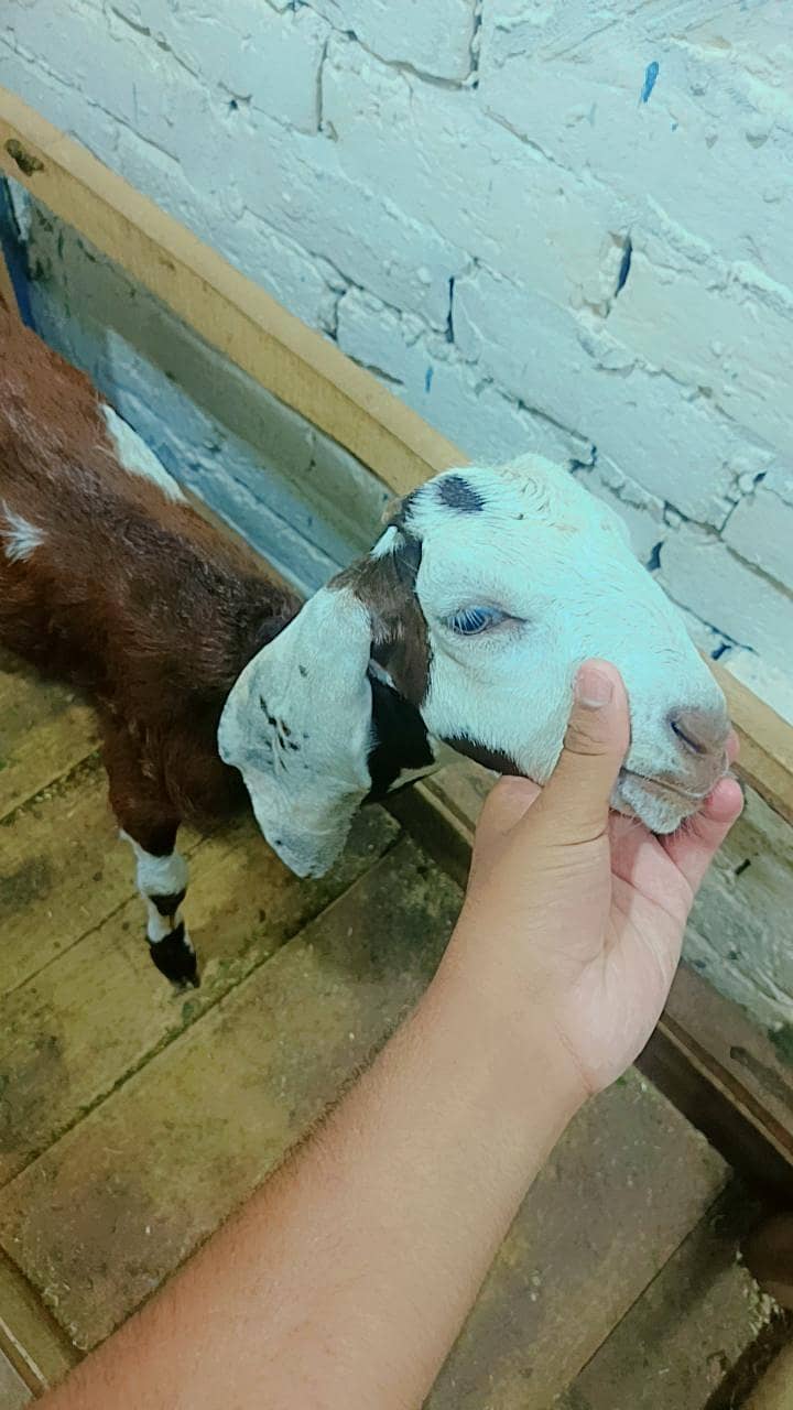 Bakri 1