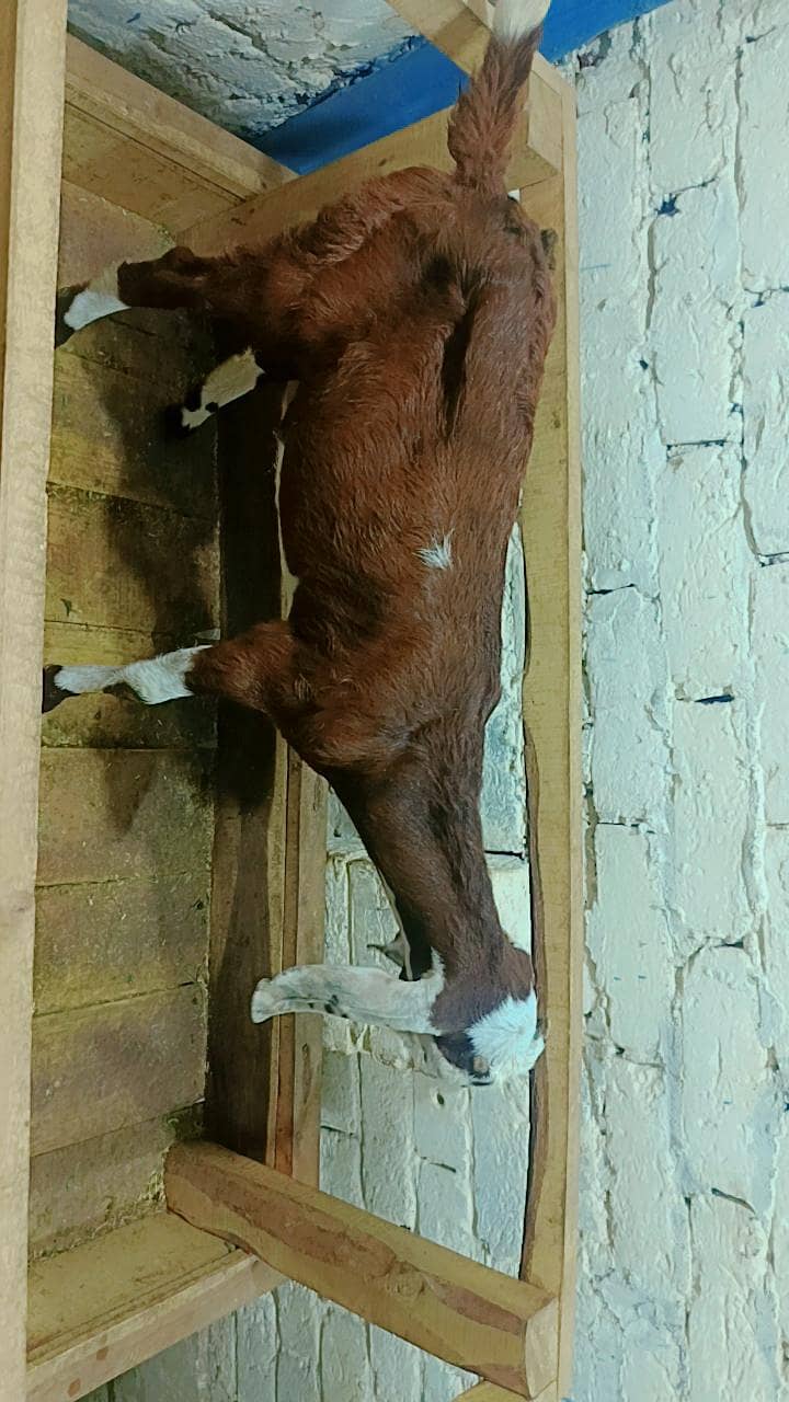 Bakri 2