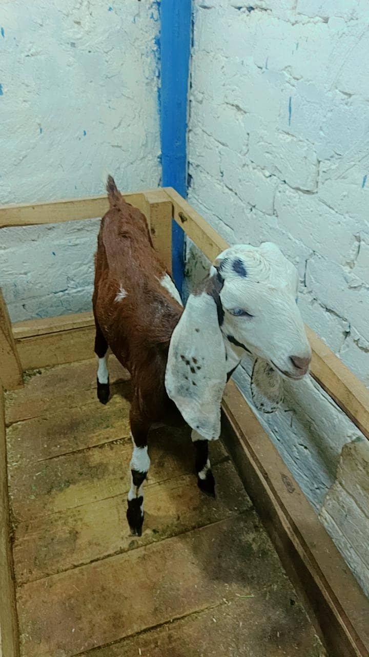 Bakri 3