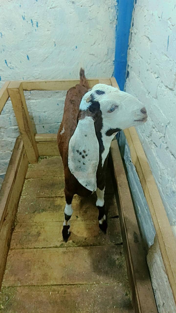 Bakri 4