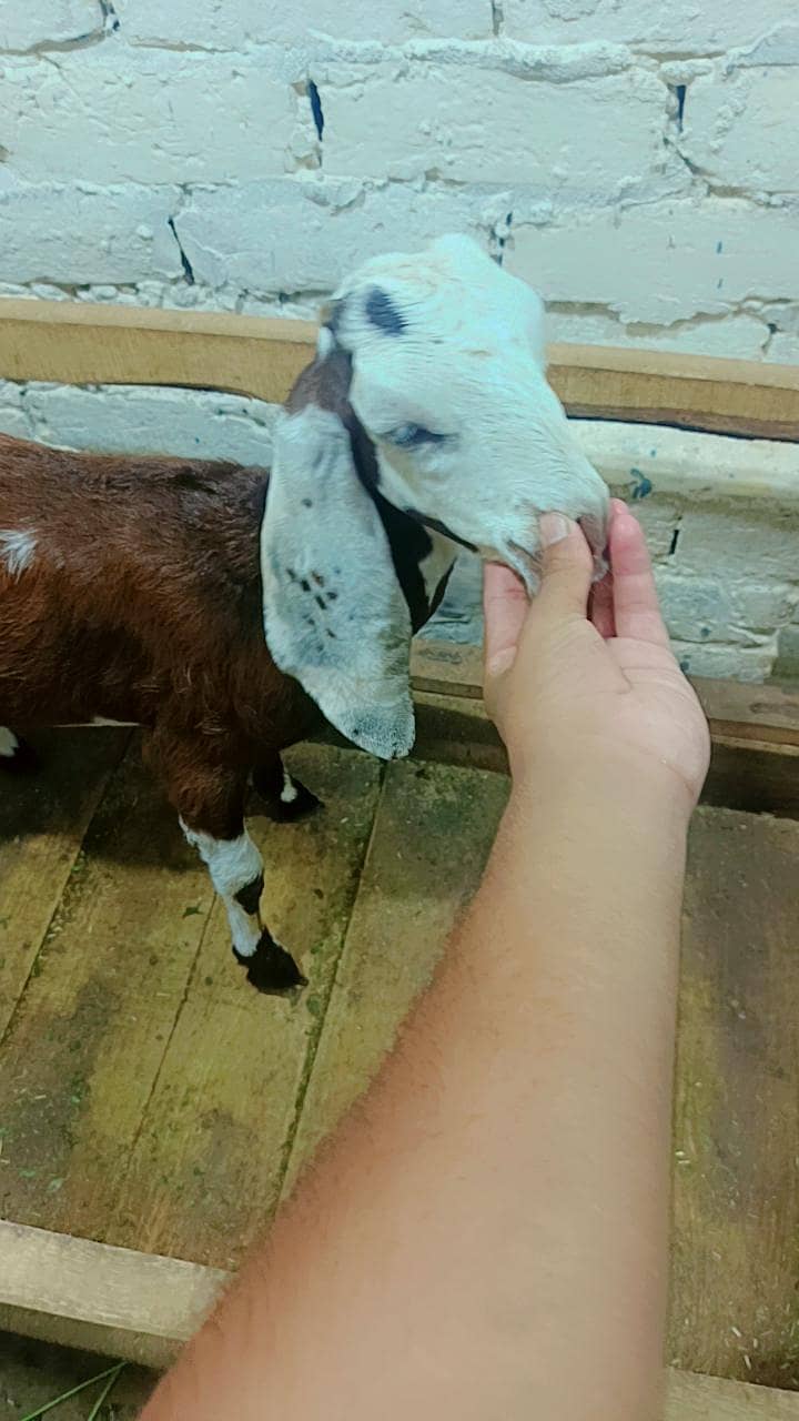 Bakri 5