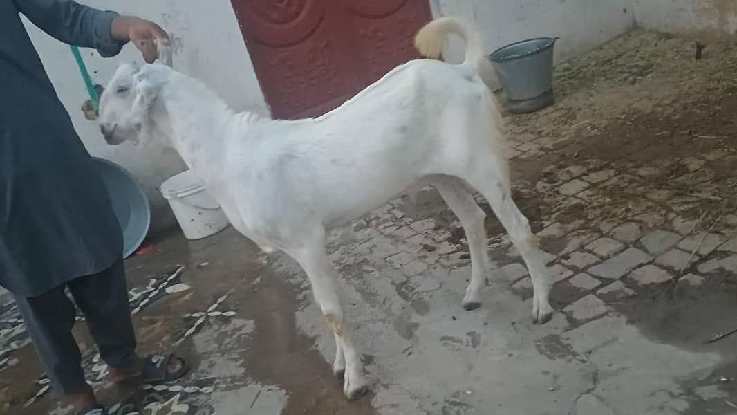 bakra 0