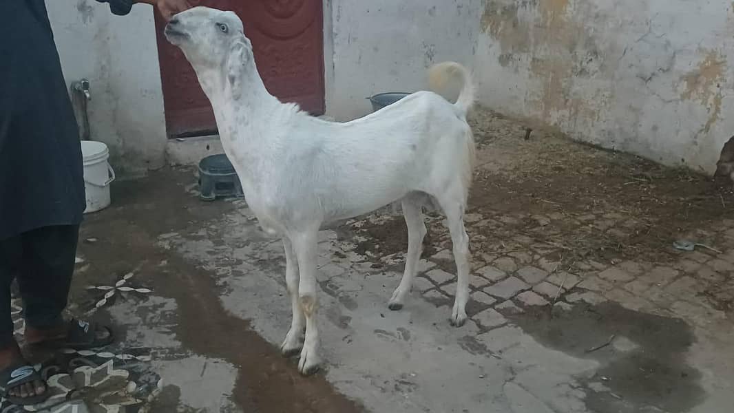bakra 1