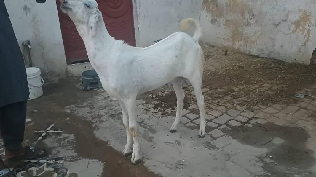 bakra 2