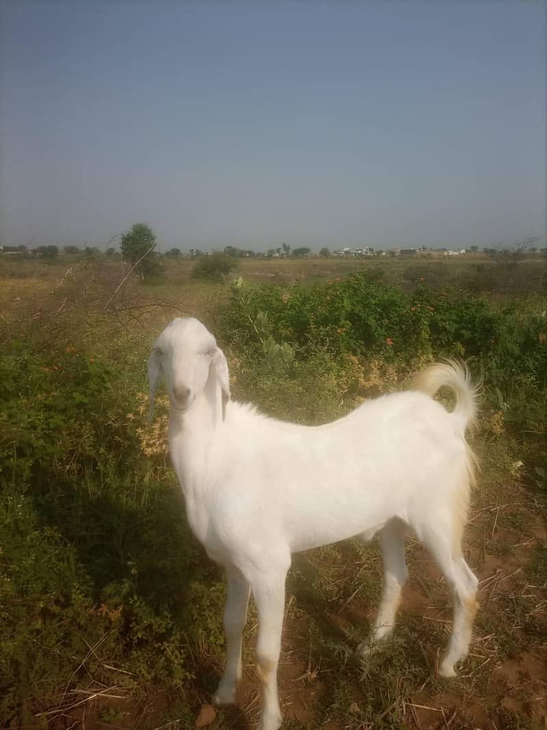 bakra 3