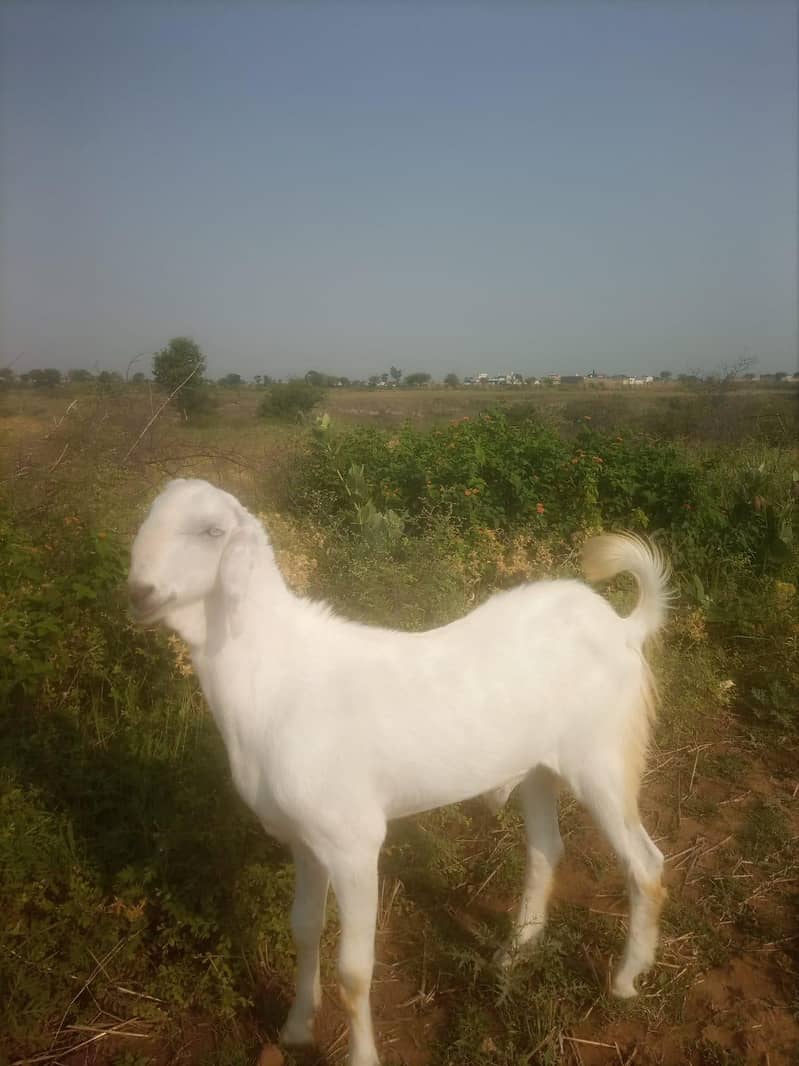 bakra 4