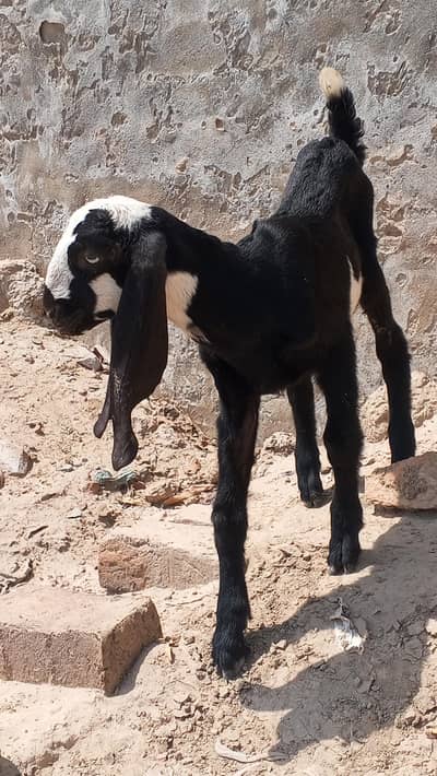 baby goats male fimale