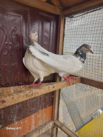 breeder pair