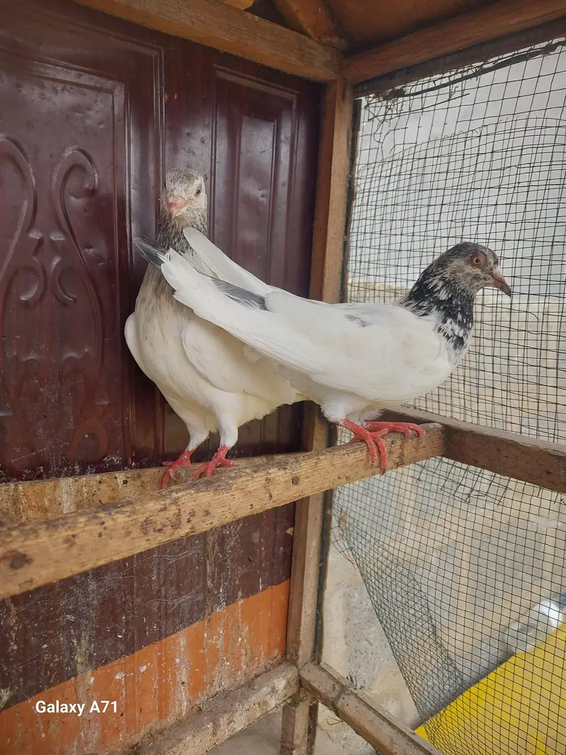 breeder pair