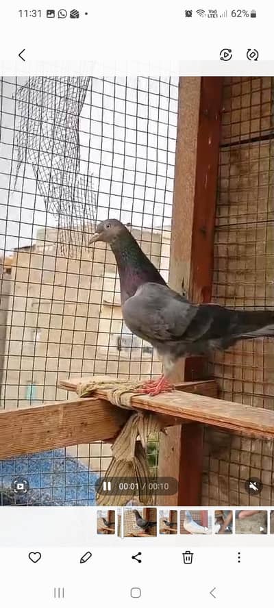 breeder pair
