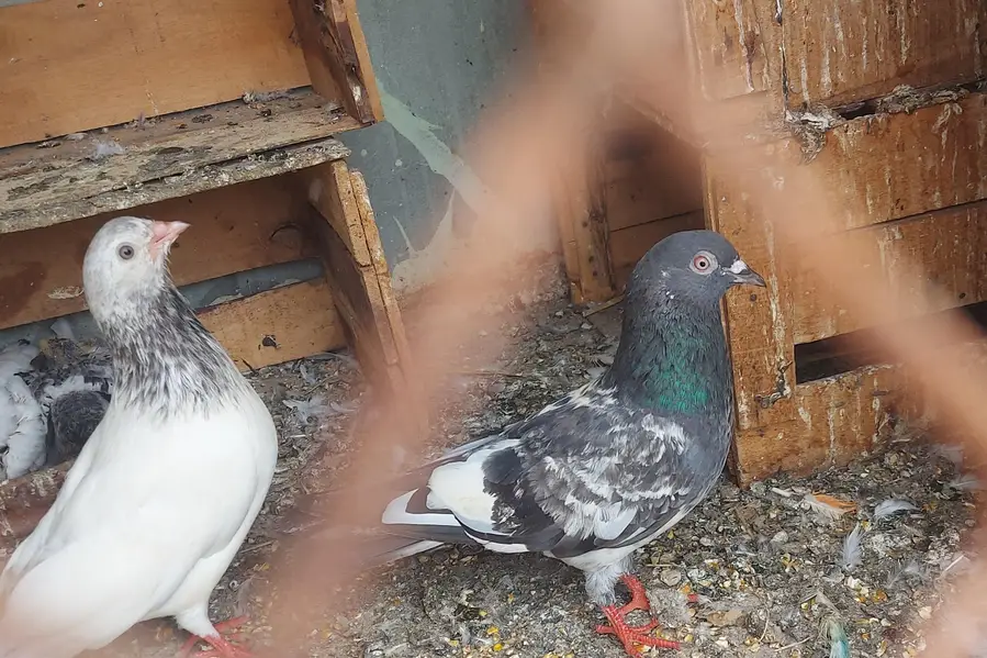 breeder pair — photo 3