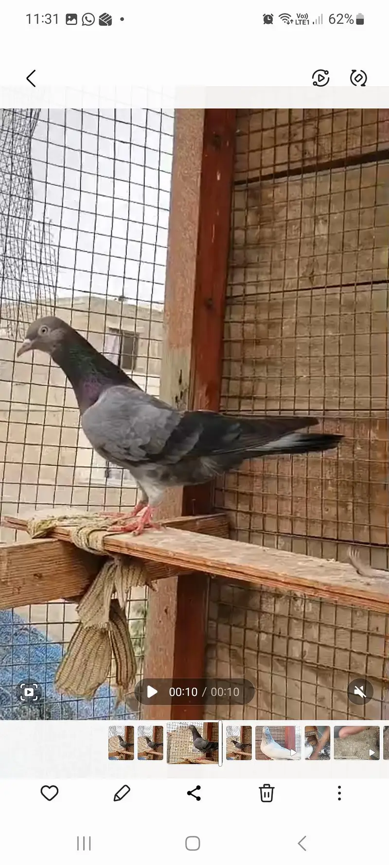breeder pair — photo 4