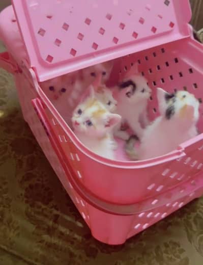 doll face kittens