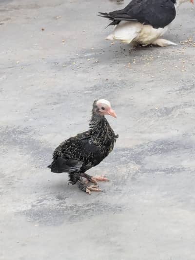 German mukhi chick