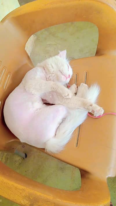 persian cat for sell femal healthy @ active