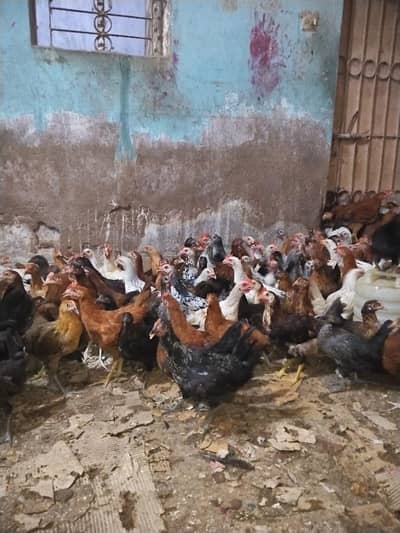 Golden Misri Chicks | Day Old Chicks | Golden chuzy  | misri chicks