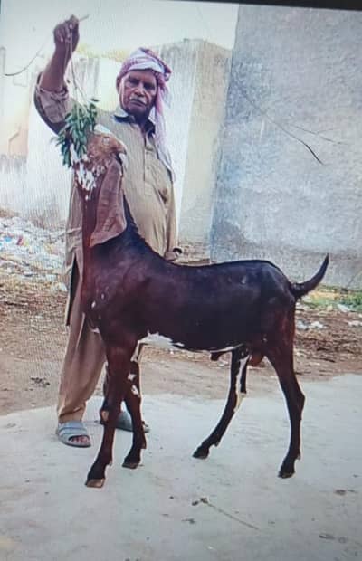 pure betal Bakra for sale