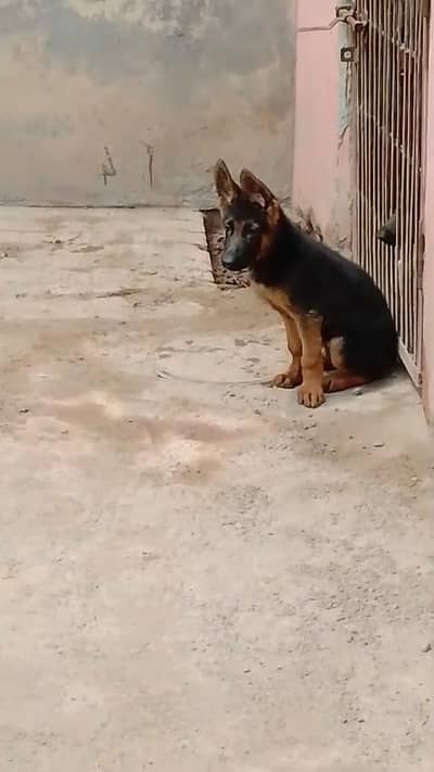 male puppy German shepherd top quality