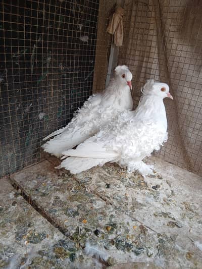 frill pair young first time breed
