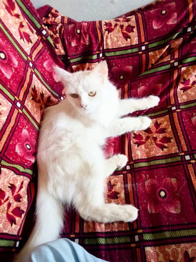 female cat