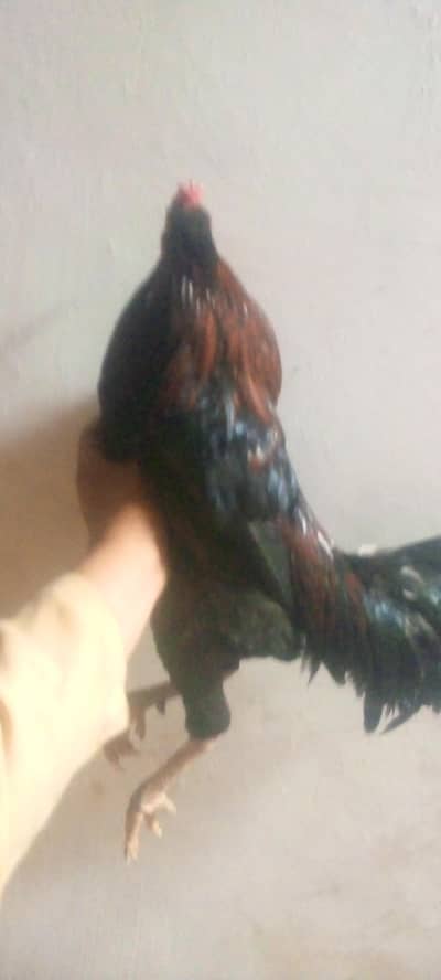 change for all birds or anima03302042493 WhatsApp per video mil jayegi
