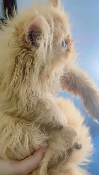 Punch Face Female Persian Fluffy Kitten