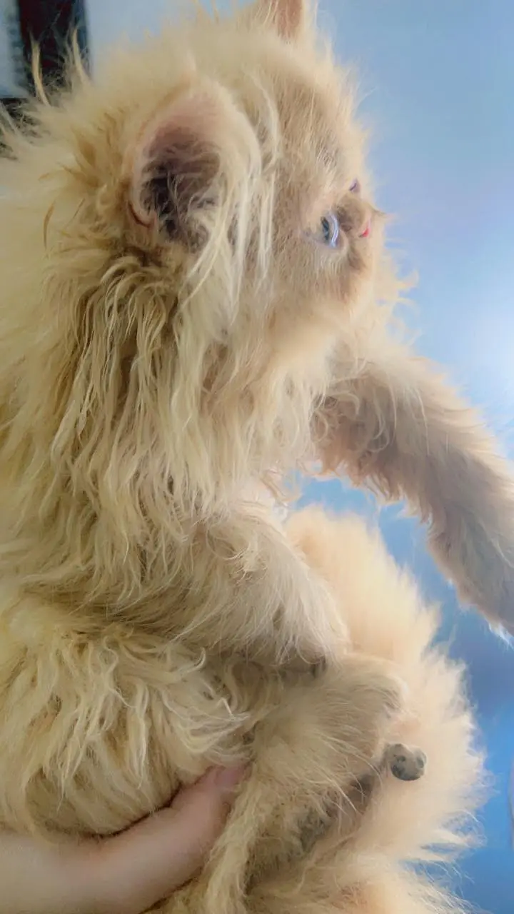 Punch Face Female Persian Fluffy Kitten