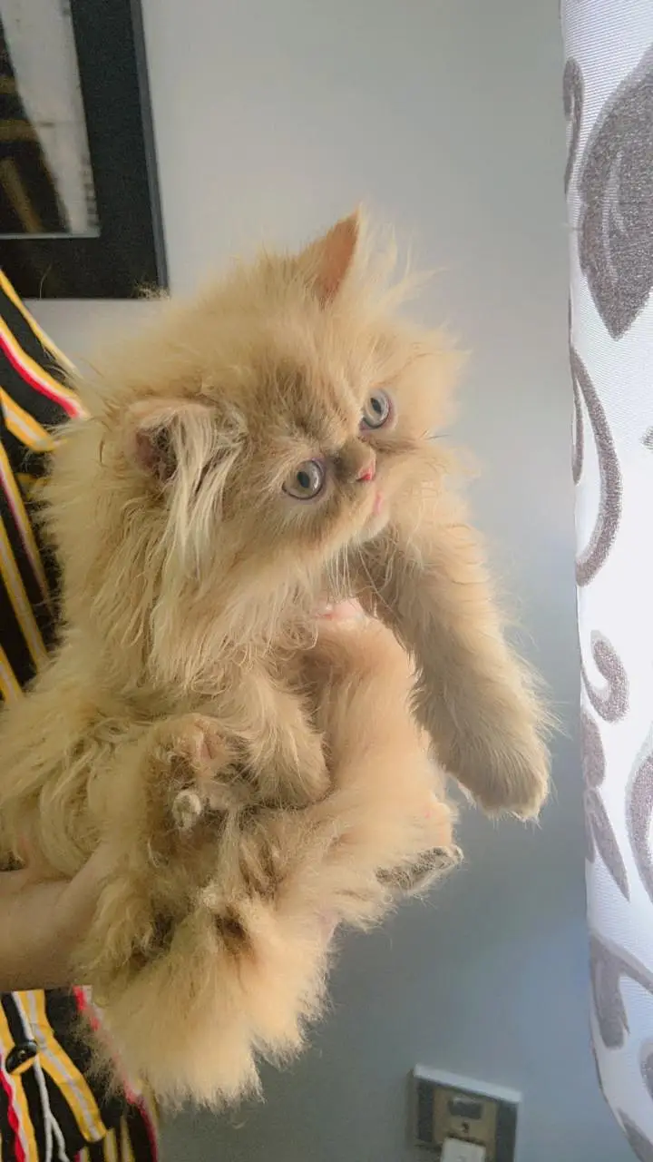 Punch Face Female Persian Fluffy Kitten — photo 2