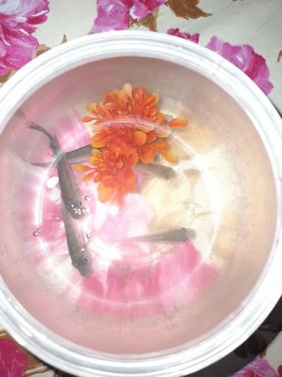 Fish with aquarium bowl for sale 5 cichlid and one brownie R. S2,000